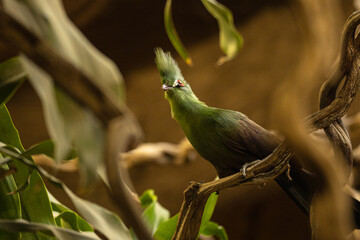 Guinea turaco