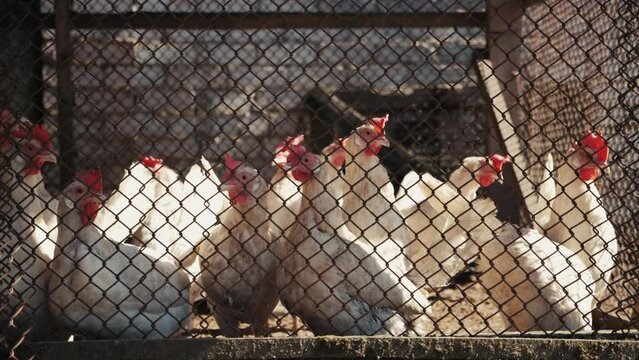 Close-up of white chickens and roosters walking and pecking in coop on free range farm, concept of organic household poultry farming, eggs production. Smooth slow motion pan shot through metal fence.