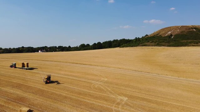 British Agricultural and Harvesting Fields Farms at Sunset Time. High Angle Footage taken with drone's camera on a hot summer day of England. Agricultural Farms and Working Machines at Dunstable Downs