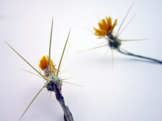      thorn on white paper background. Floral pattern, top view, floral layout.                         