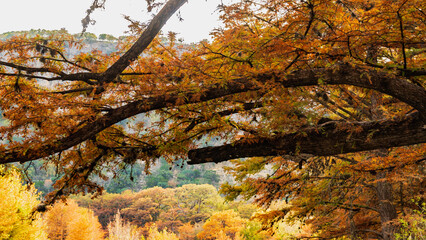 autumn in the forest