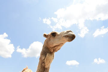 camels in the sun