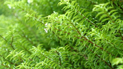 leaves and flowers of Wrightia religiosa