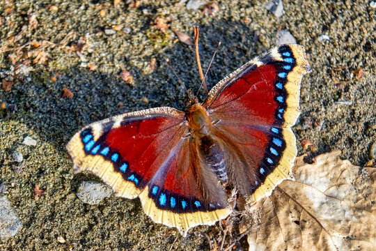 Nymphalis antiopa, Vanessa, Mourning Cloak, Camberwell Beauty, Mourning-cloak. The beautiful tropical butterfly.