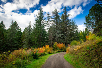 Fototapeta premium The gravel path leading to the forest is surrounded by colorful autumn trees with blue skies and white clouds. 