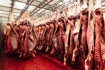 Fototapeta na wymiar Beef half carcasses hanging on hooks in the slaughterhouse. Meat processing plant, cutting meat.