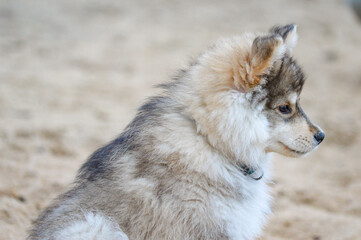 Portrait of a young Finnish Lapphund puppy