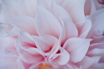 Fototapeta na wymiar Dahlia flowers close up for background 