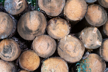 Holz als Rohstoff, gefällte Baumstämme gestapelt im Wald