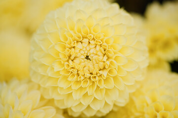 Dahlia flowers close up for background   
