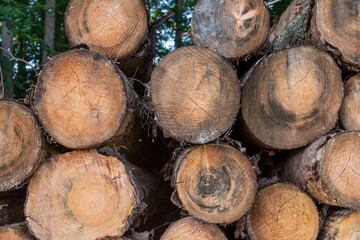Holz als Rohstoff, gefällte Baumstämme gestapelt im Wald