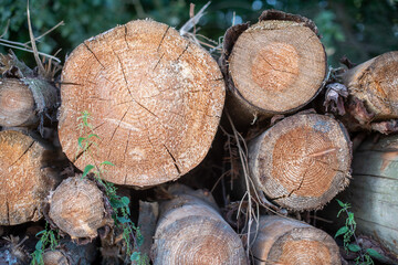 Holz als Rohstoff, gefällte Baumstämme gestapelt im Wald