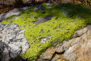 Stones covered with moss in the north of Kazakhstan