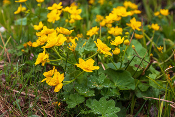 Yellow Blatouch flower with green leaves in the meadow.
