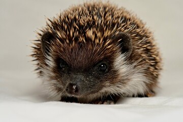 hedgehog on the ground