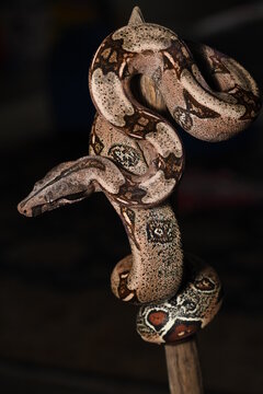 snake on the tree