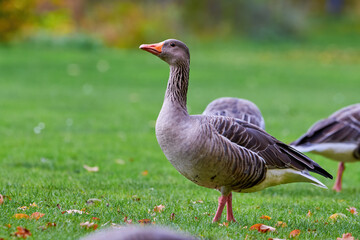 Naklejka na ściany i meble Greylag Goose on field in autumn with fall leaves on the grass (Anser anser)