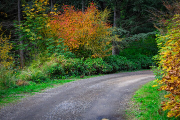 Fototapeta premium A road leading through a rural forest with the color changing on the autumn leaves. 