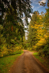 A path leading through the forest of changing colors of the autumn leaves and fall foliage. 