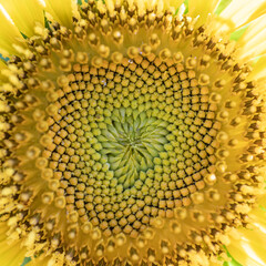 A Sun flower close up the design