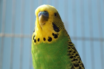 wavy yellow-green parrot in a cage