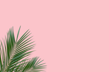Summer background. Green palm leaves on pastel pink background.