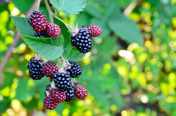 Ripe,ripening and unripe blackberries on blackberry bush in the garden.Rubus fruticosus.Healthy...