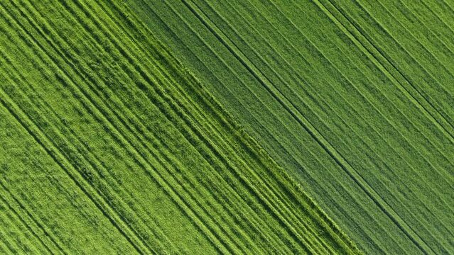 Agricultural field for production, aerial top down view on a sunny day