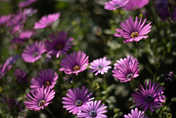 Flores rosas en campo verde