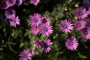 Fototapeta premium Flores rosas en campo verde
