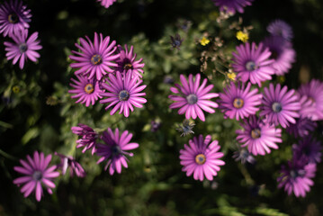 Fototapeta premium Flores rosas en campo verde