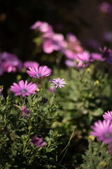 Flores rosas en campo verde
