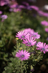 Obraz premium Flores rosas en campo verde