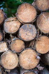 Holz als Rohstoff, gef&auml;llte Baumst&auml;mme gestapelt im Wald