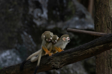 Close up Common Squirrel Monkey, Saimiri Sciureus