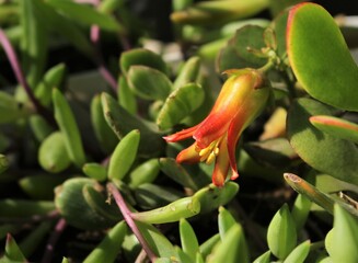 Cotyledon succulent flower in a garden