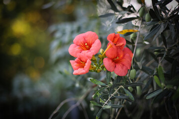 Red Tecoma stans (Esperanza plant, Campsis radicans) in the garden