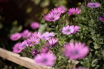 Flores rosas en campo verde