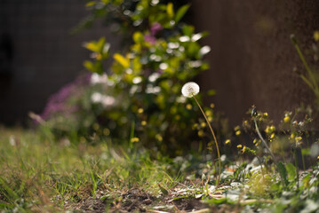 Diente de león en campo verde