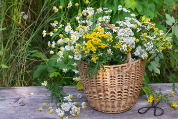 Basket of fresh medicinal herbs outdoor