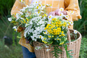Woman with basket of freshly picked  medicinal herbs