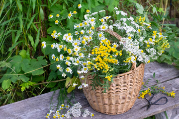 Basket of fresh medicinal herbs outdoor