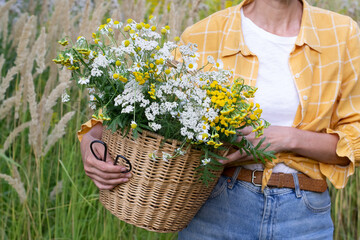 Woman with basket of freshly picked  medicinal herbs