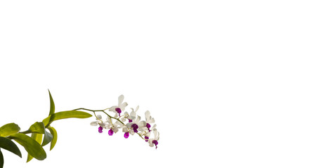 Closeup flower isolated on white background with work path