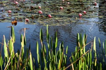 Landscape, a pond, lake with blooming pink water lilies and bright lily pads, leaf on dark...