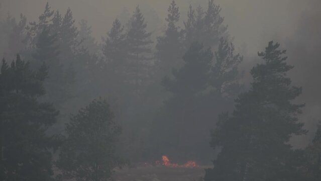 Fire in the forest. Strong fire and mist in the forest