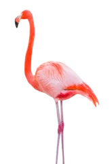 Gordijnen Transparent PNG of Beautiful Flamingo. © Andy Dean