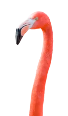 Foto op Canvas Transparent PNG of Beautiful Flamingo. © Andy Dean