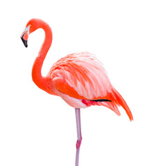 Transparent PNG of Beautiful Flamingo. - obrazy, fototapety, plakaty