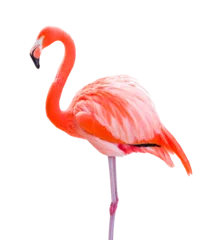 Wandcirkels plexiglas Transparante PNG van prachtige Flamingo. © Andy Dean